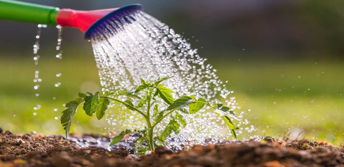 Siete maneras de ahorrar agua en su jardín de verano